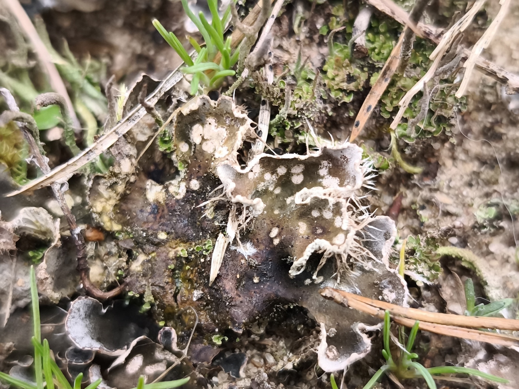 Peltigère didactyle (Peltigera didactyla)