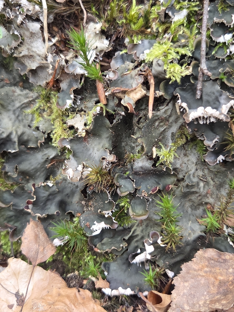 Peltigère horizontale (Peltigera horizontalis)