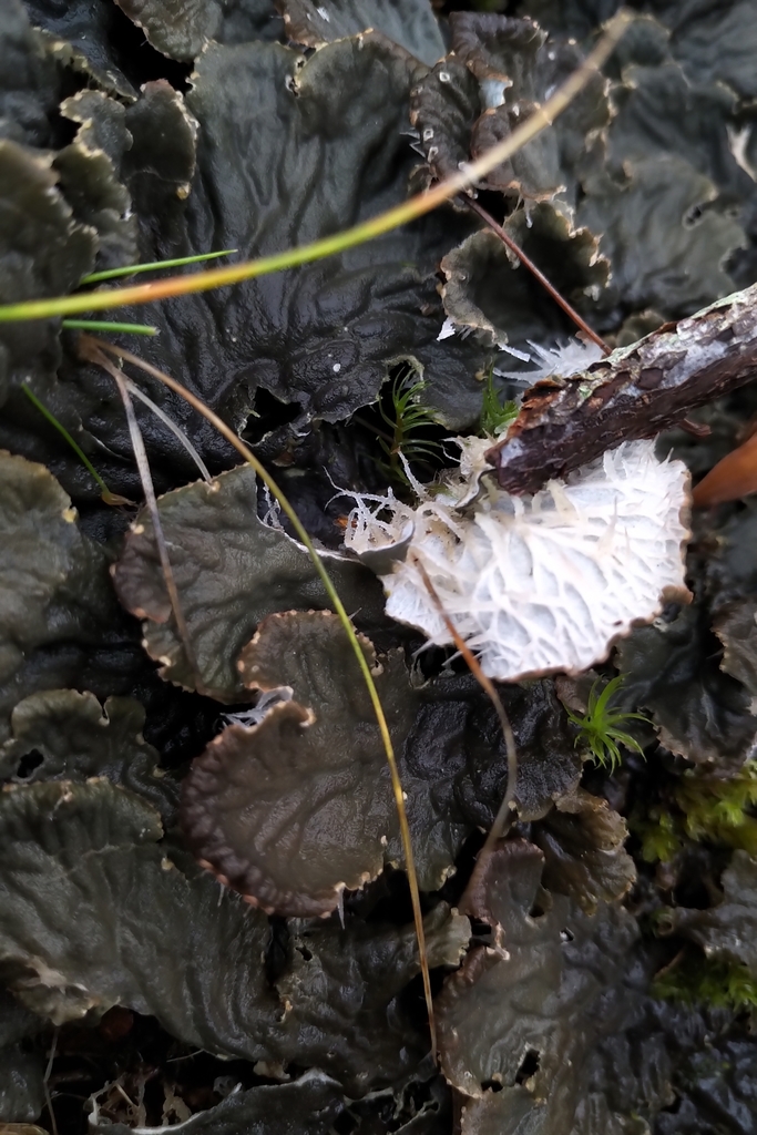 Peltigère membraneuse (Peltigera membranacea)