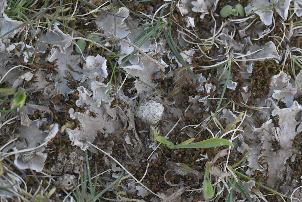 Peltigère rougeâtre (Peltigera rufescens)