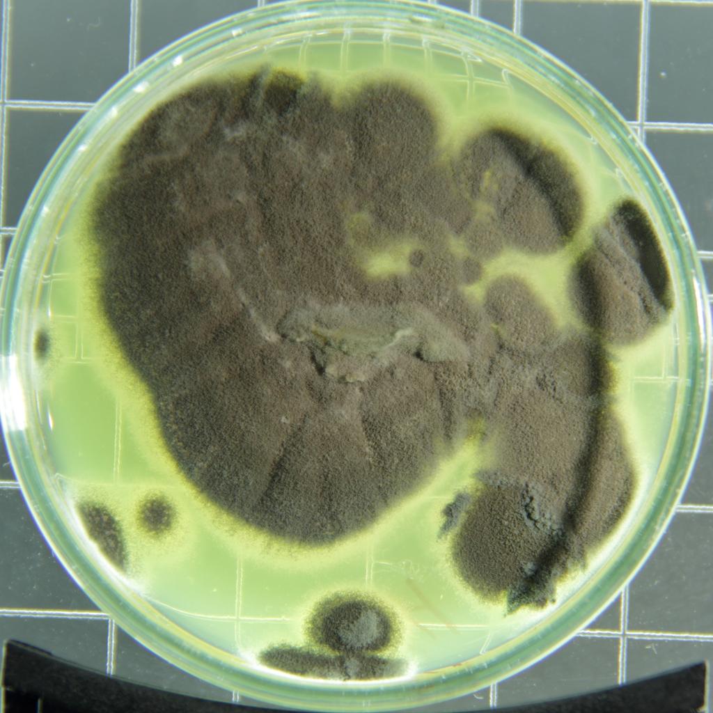 Pénicillium de la pénicilline (Penicillium rubens)