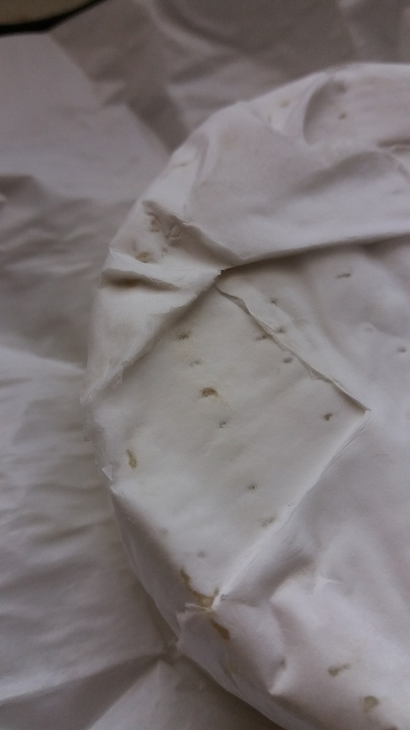 Penicillium du camembert (Penicillium camemberti)