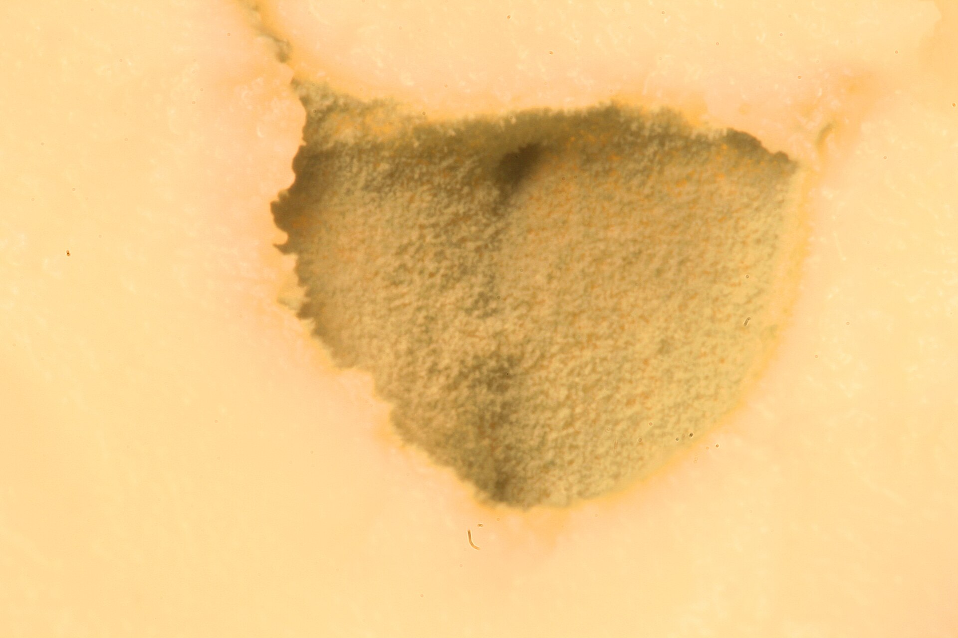 Penicillium du Roquefort (Penicillium roqueforti)