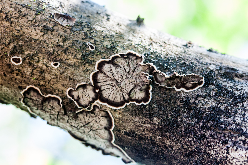 Peniophora albobadia (Peniophora albobadia)
