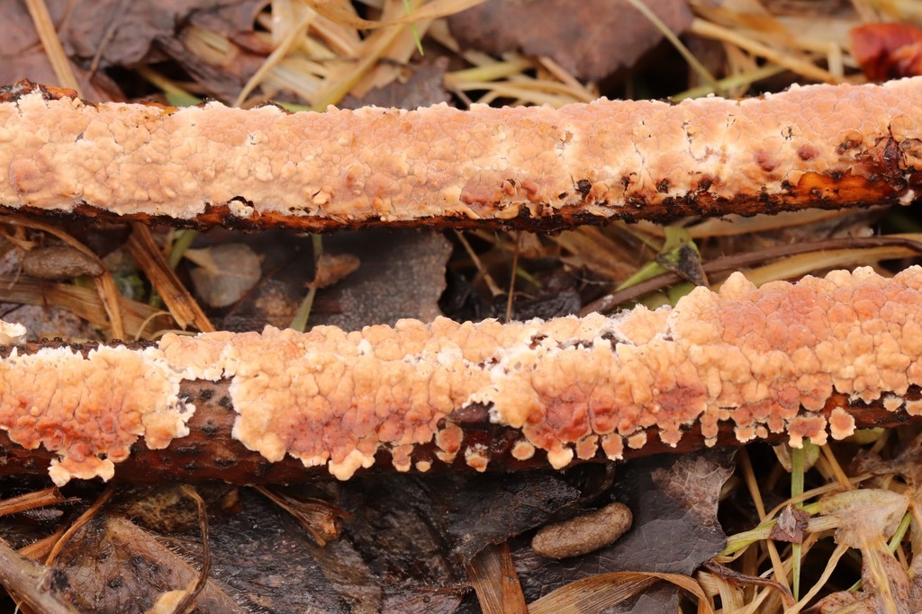 Péniophore incarnat (Peniophora incarnata)