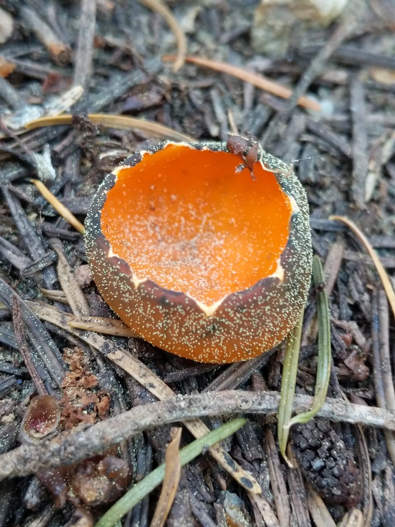 Pézize brillante (Caloscypha fulgens)