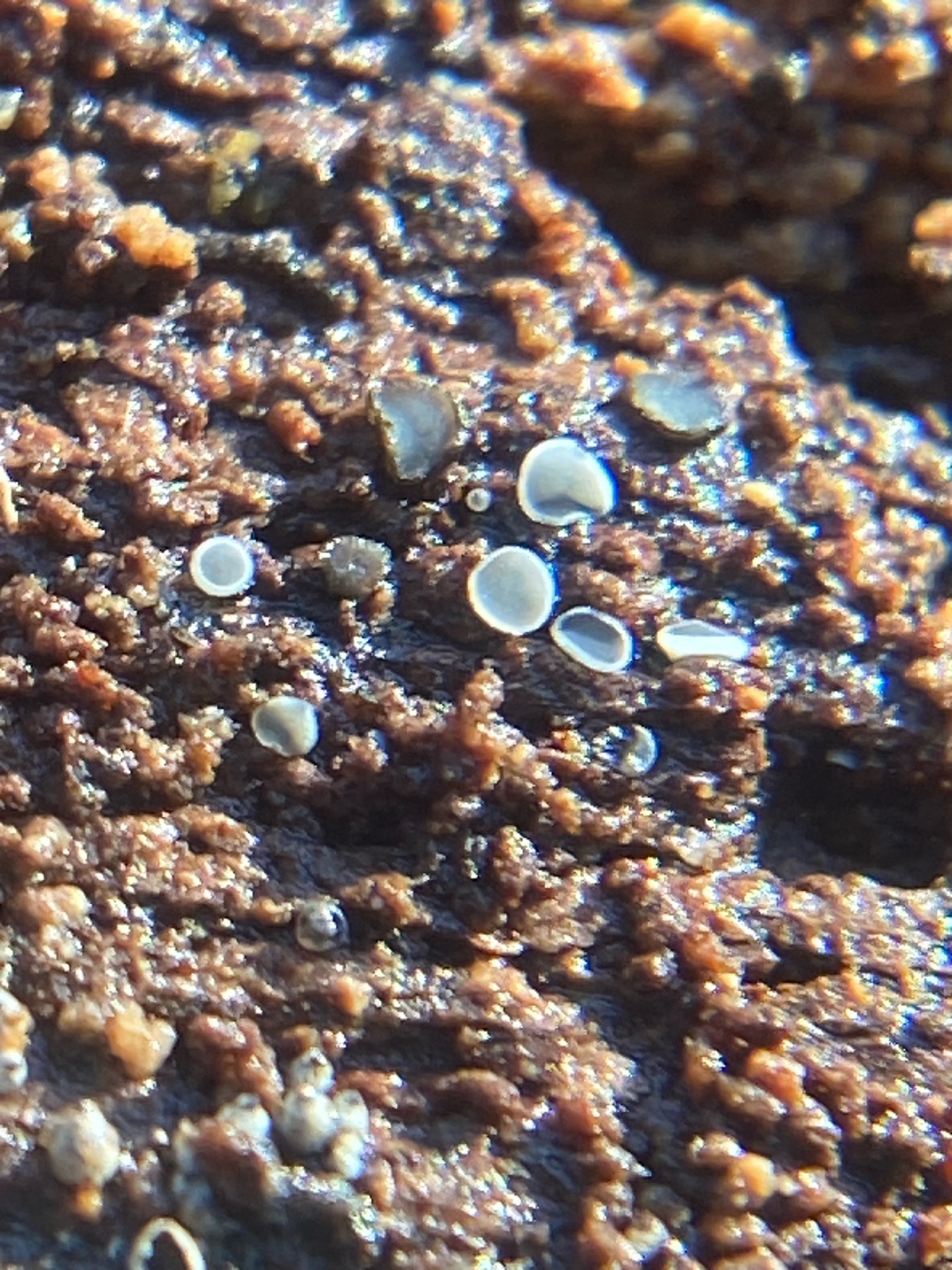 Pézize cendrée (Mollisia cinerea)