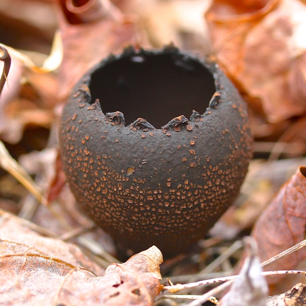 Pézize cratériforme (Urnula craterium)