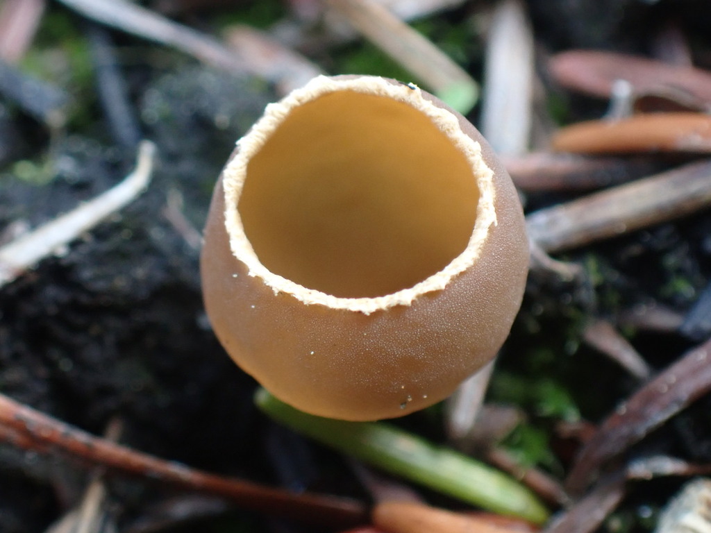 Pézize des brûlis (Geopyxis carbonaria)