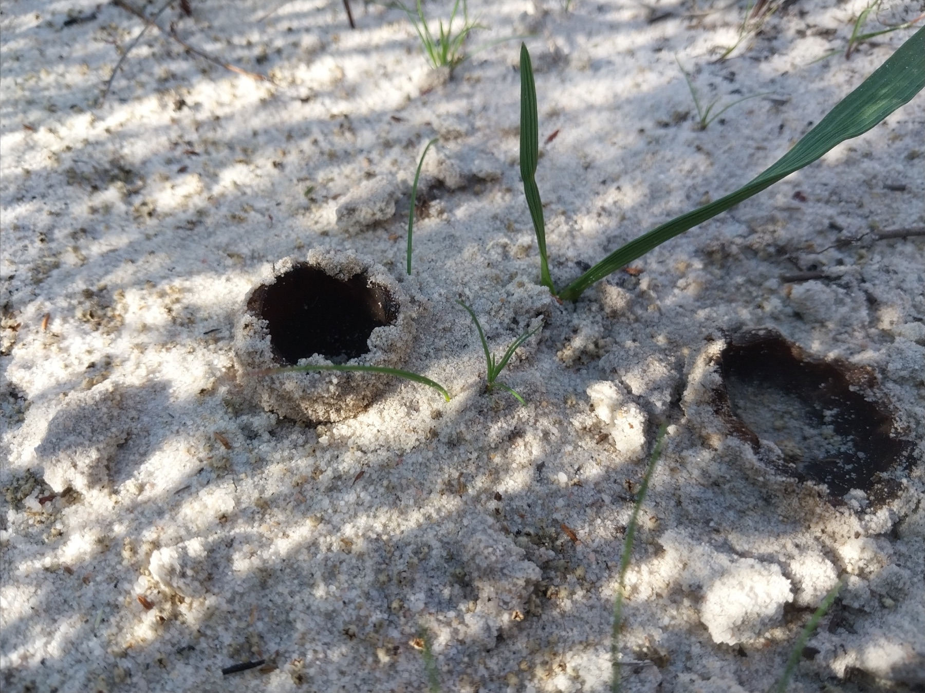 Pézize des dunes (Peziza ammophila)