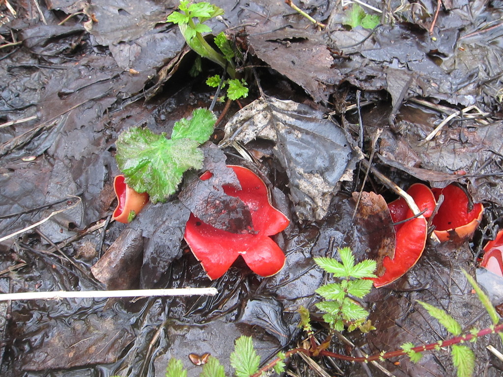 Pézize écarlate d’Autriche (Sarcoscypha austriaca)