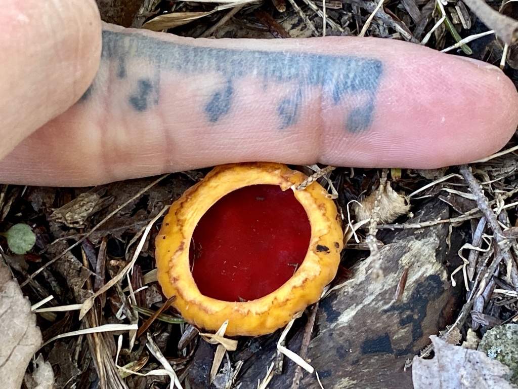 Pézize écarlate (Sarcoscypha coccinea)