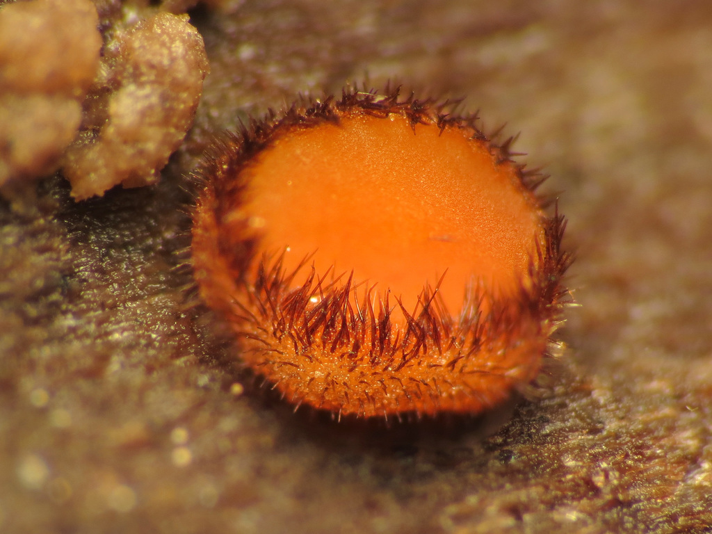 Pézize en bouclier (Scutellinia scutellata)
