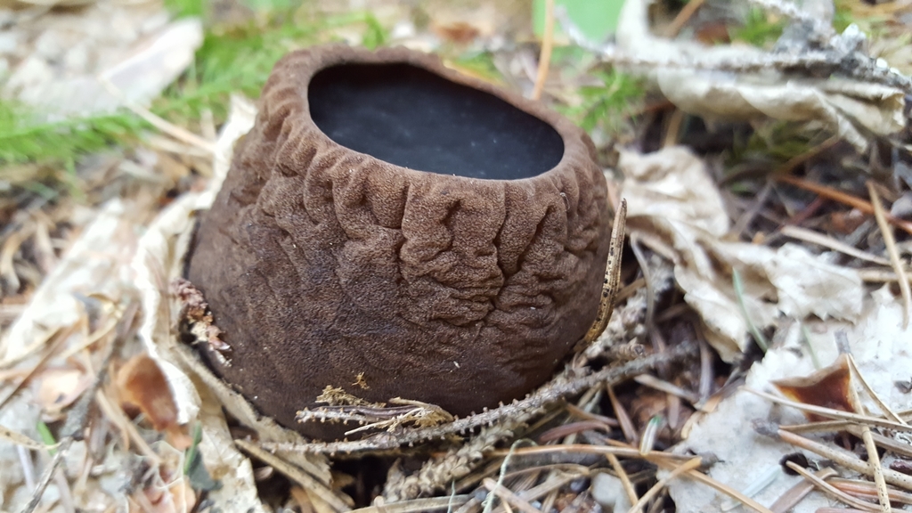 Pézize globuleuse (Sarcosoma globosum)