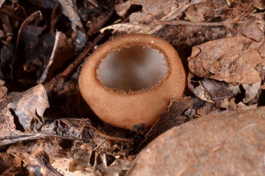 Pézize hémisphérique (Humaria hemisphaerica)