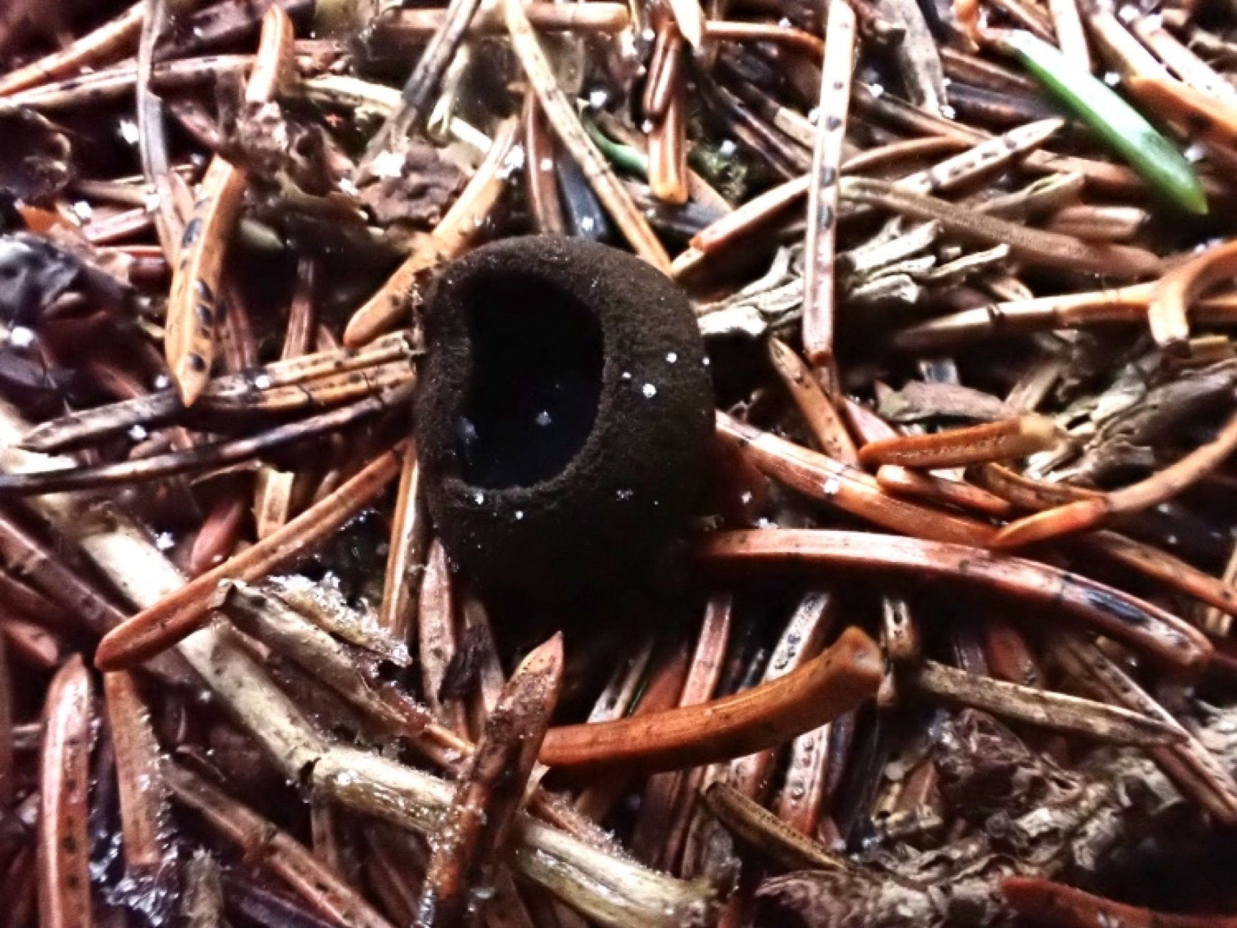 Pézize noirâtre (Pseudoplectania nigrella)