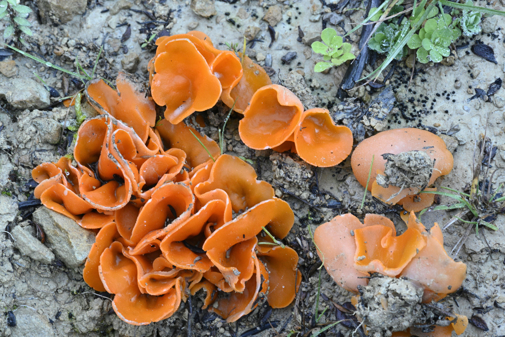 Pézize orangée (Aleuria aurantia)