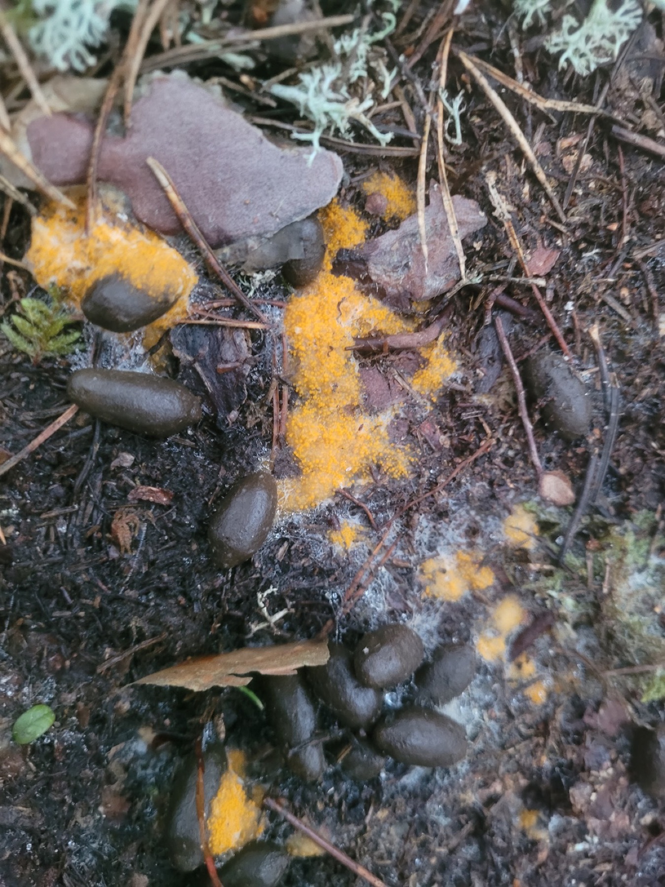 Pézize terrestre (Byssonectria terrestris)