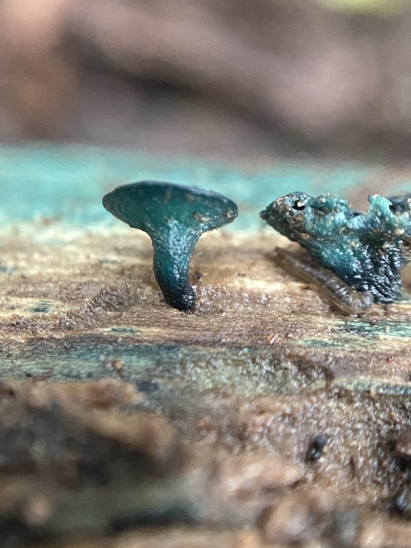 Pézize vert-de-gris (Chlorociboria aeruginosa)
