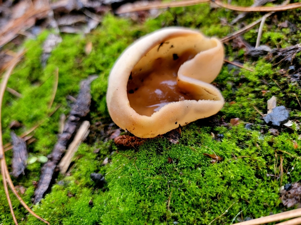 Pézize vésiculeuse (Peziza vesiculosa)