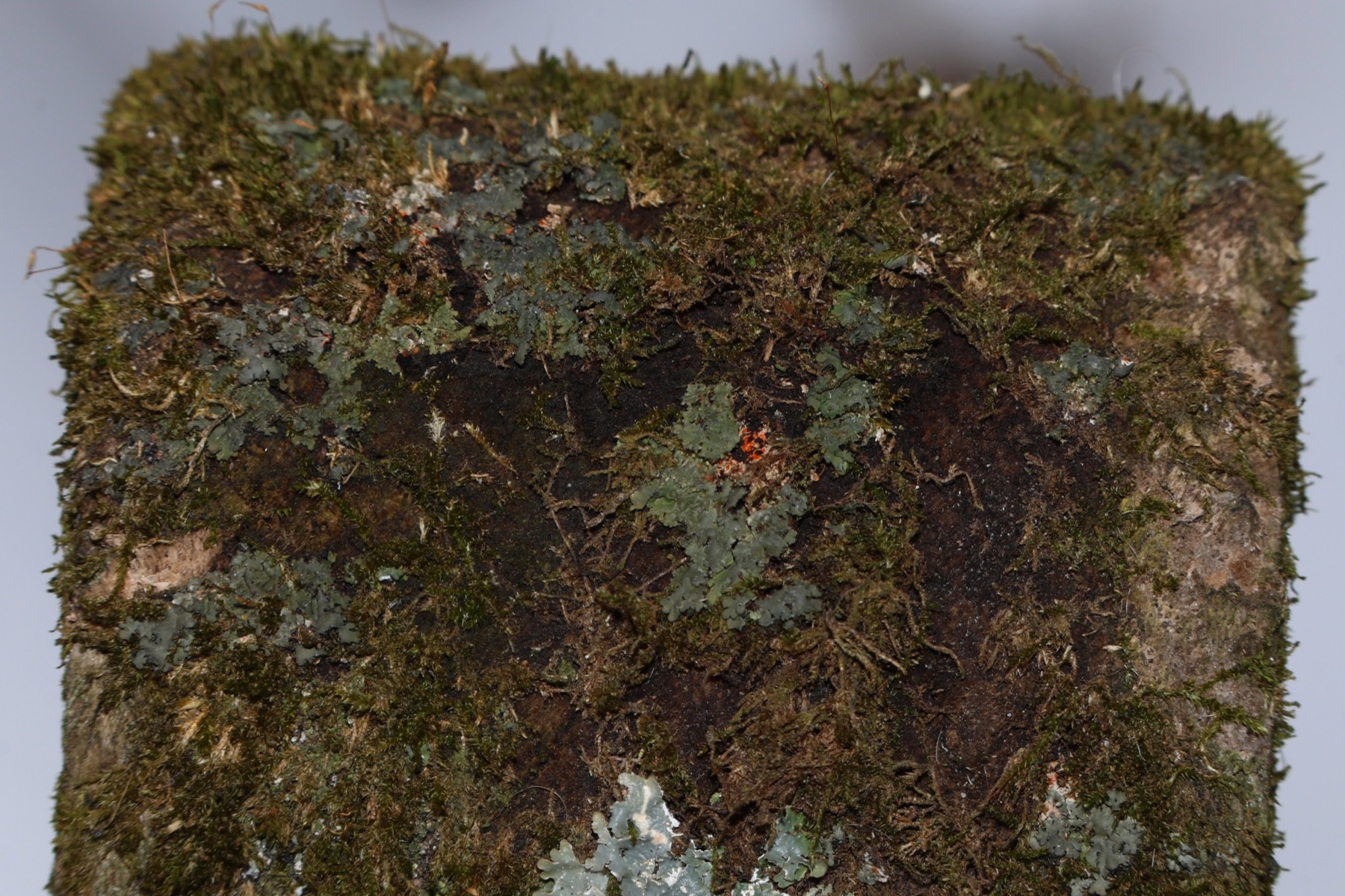 Phaeophyscia rubropulchra (Phaeophyscia rubropulchra)