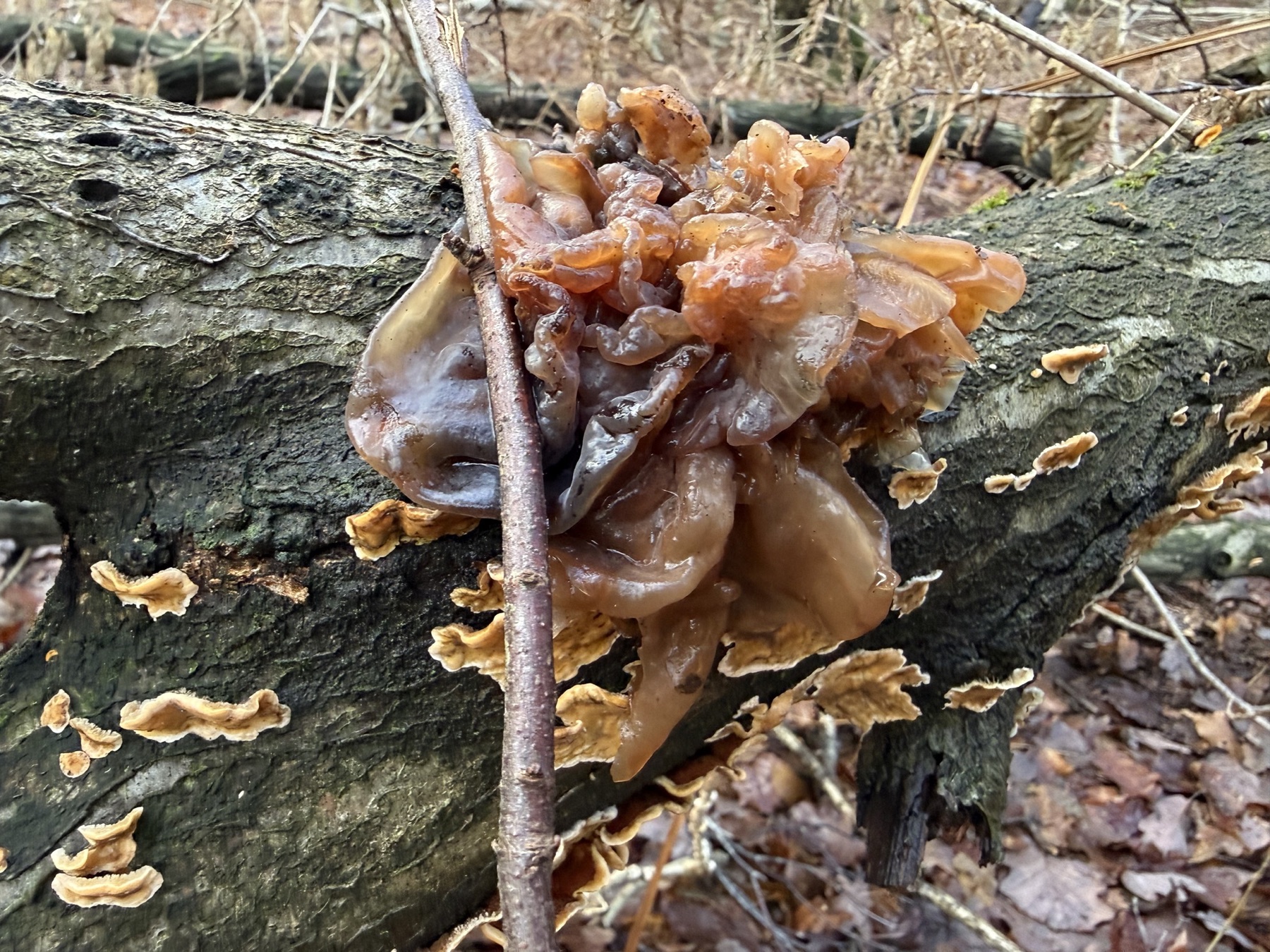 Phaeotremella frondosa (Phaeotremella frondosa)