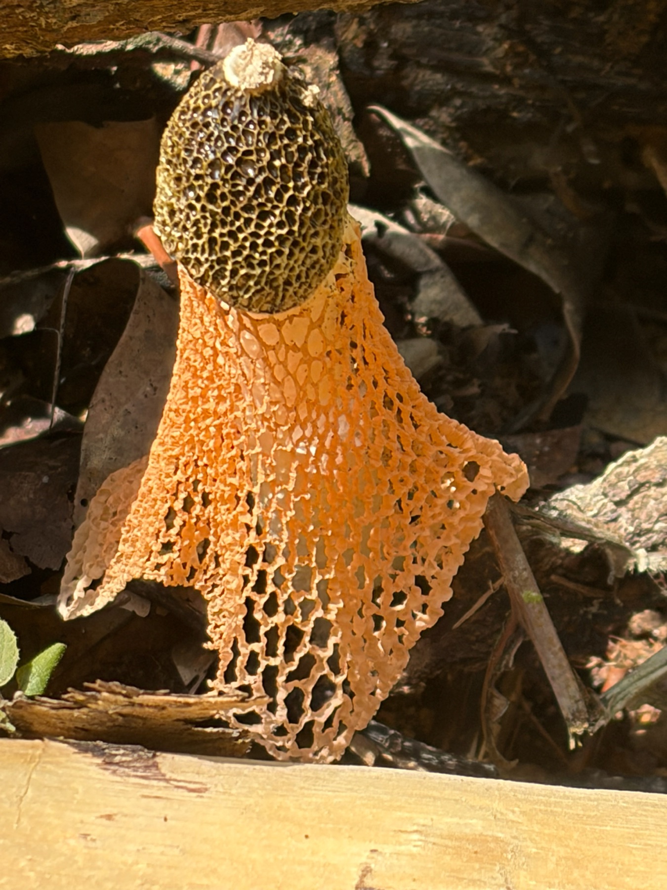 Phallus lutescens (Phallus lutescens)