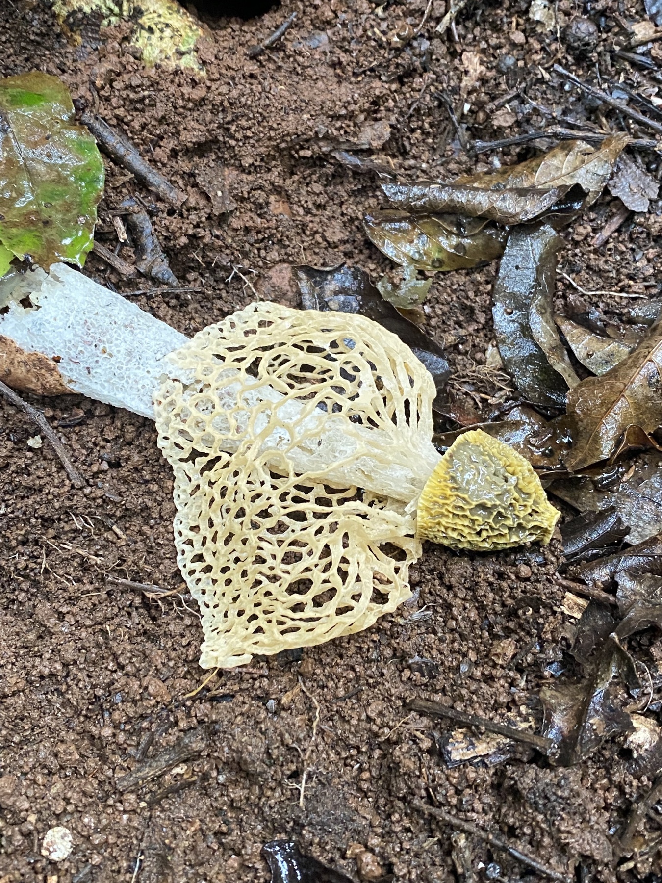 Phallus luteus (Phallus luteus)