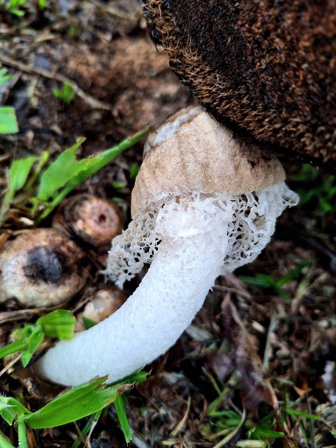 Phallus merulinus (Phallus merulinus)