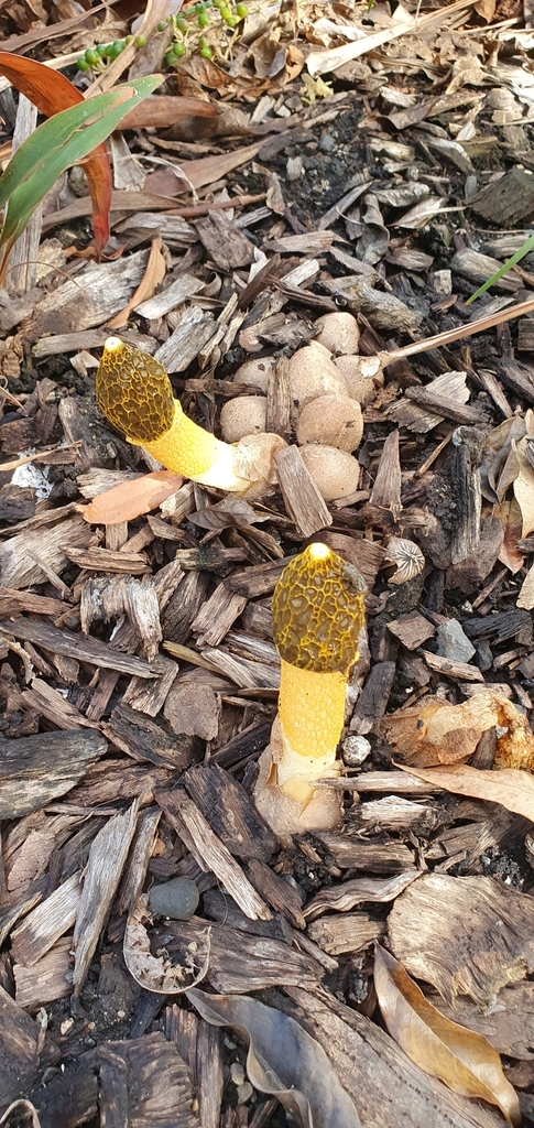 Phallus multicolor (Phallus multicolor)