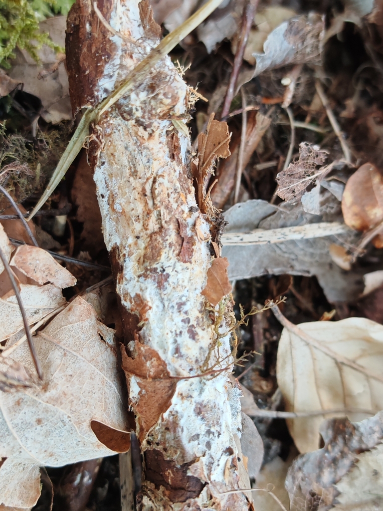 Phanérochète veloutée (Phanerochaete velutina)