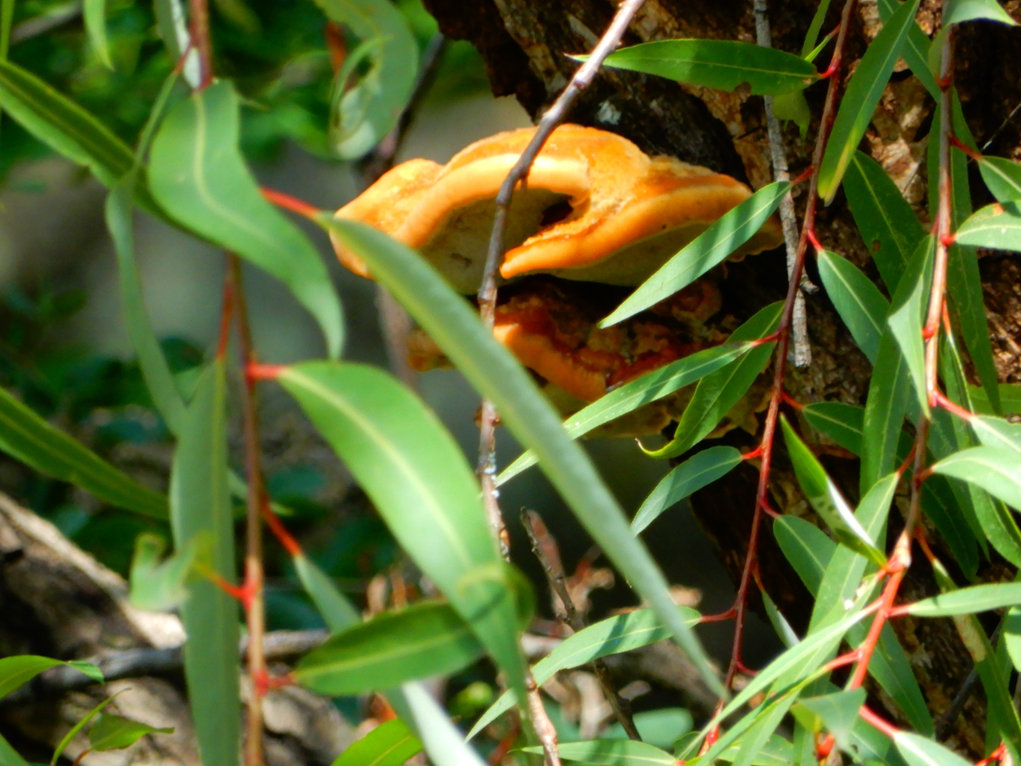 Phellin du mûrier (Phellinus linteus)