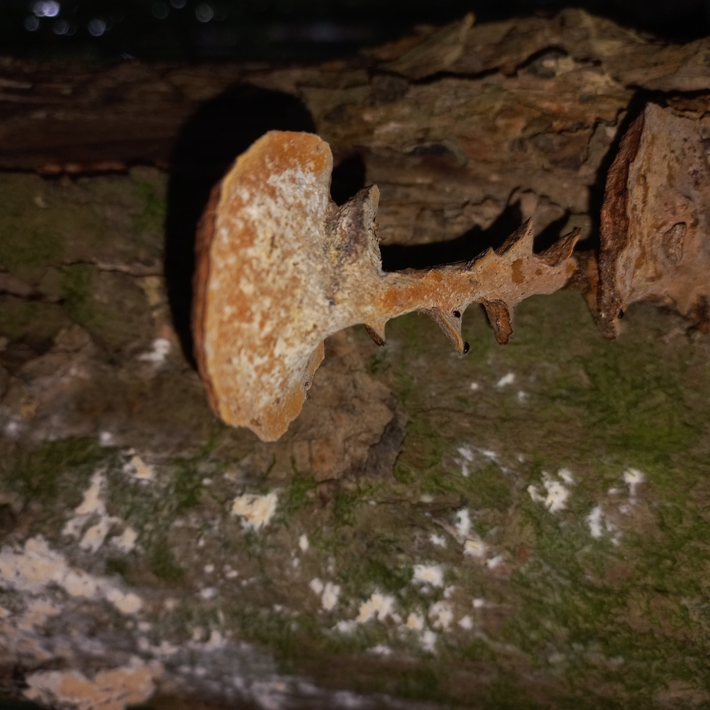 Phellin jaune (Phellinus gilvus)