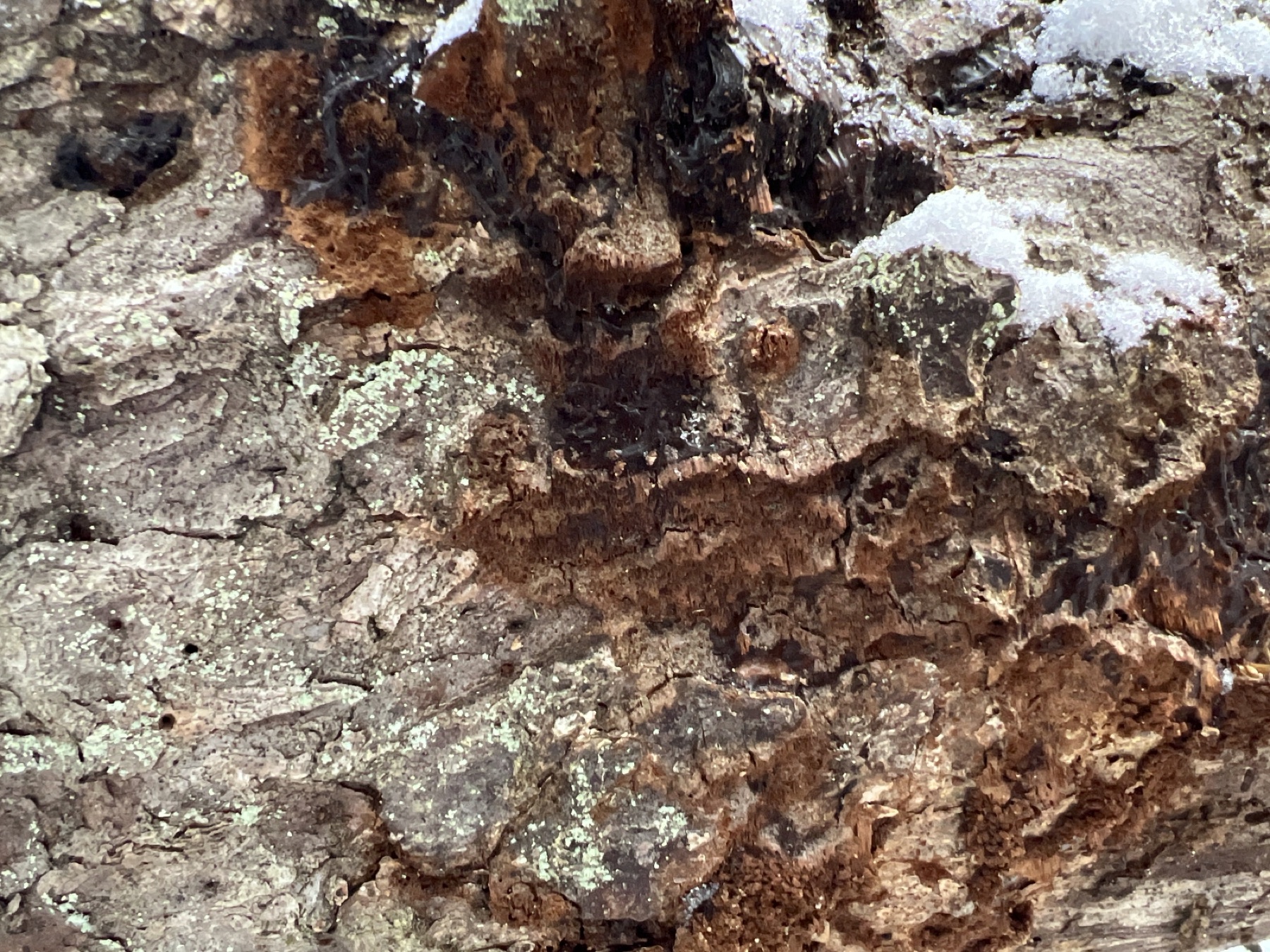 Phellinidium ferrugineofuscum (Phellinidium ferrugineofuscum)