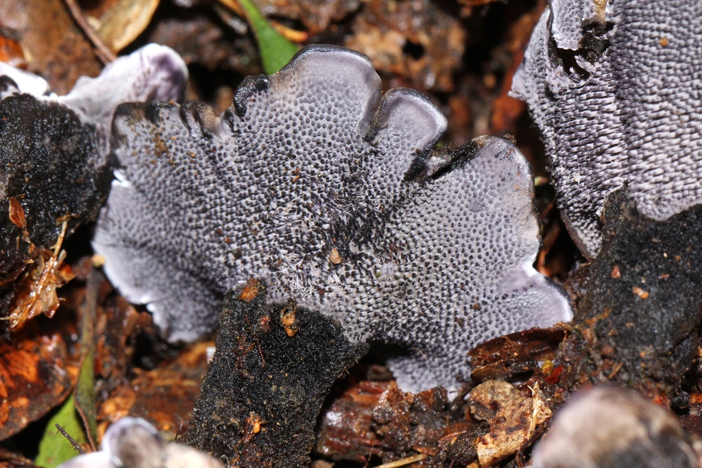 Phellodon noir (Phellodon niger)