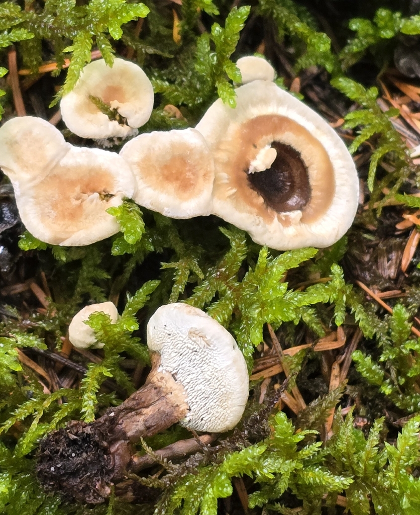 Phellodon tomenteux (Phellodon tomentosus)