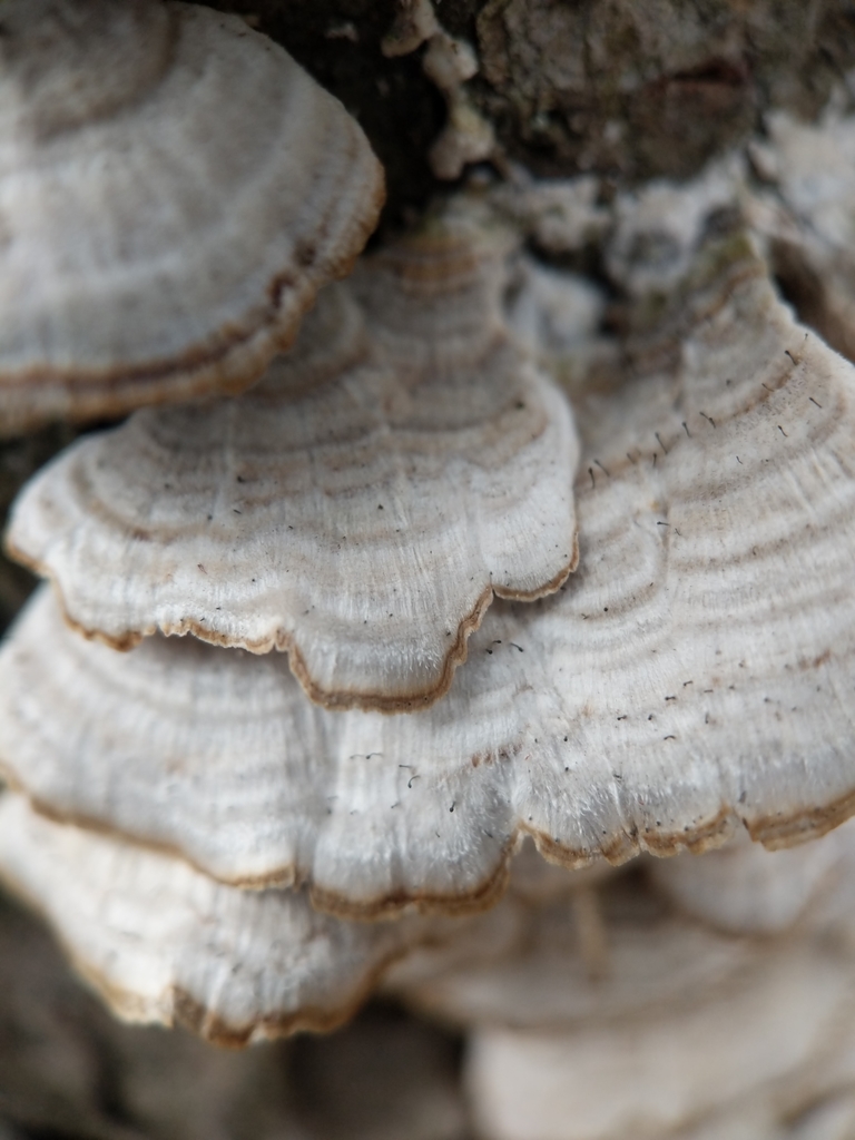 Phéocalice des polypores (Phaeocalicium polyporaeum)