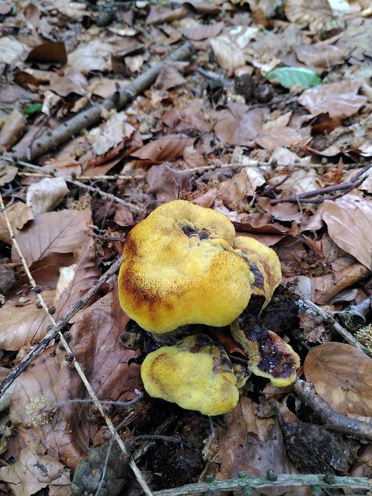 Phéole de Schweinitz (Phaeolus schweinitzii)