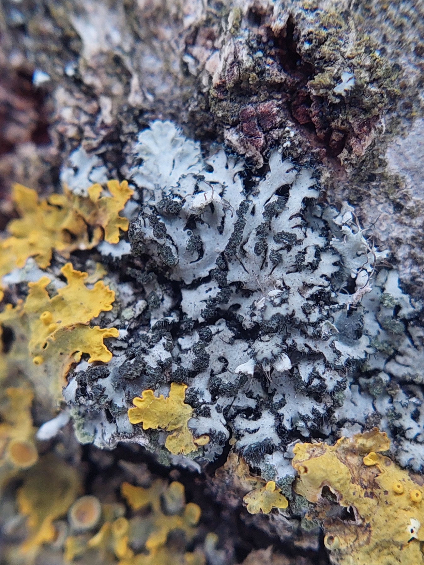 Phéophyscie orbiculaire (Phaeophyscia orbicularis)