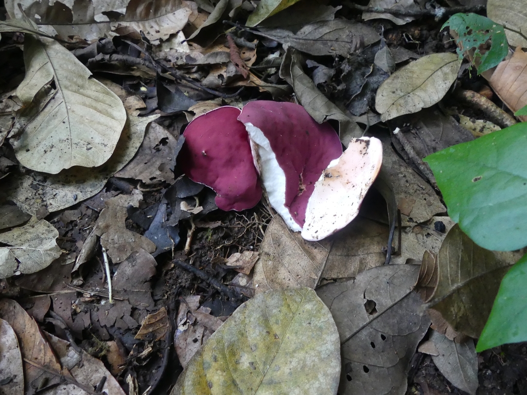 Phillipsia domingensis (Phillipsia domingensis)