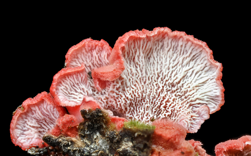Phlebia incarnata (Phlebia incarnata)