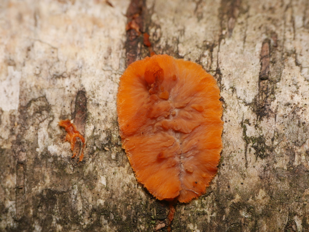Phlébie rayonnante (Phlebia radiata)
