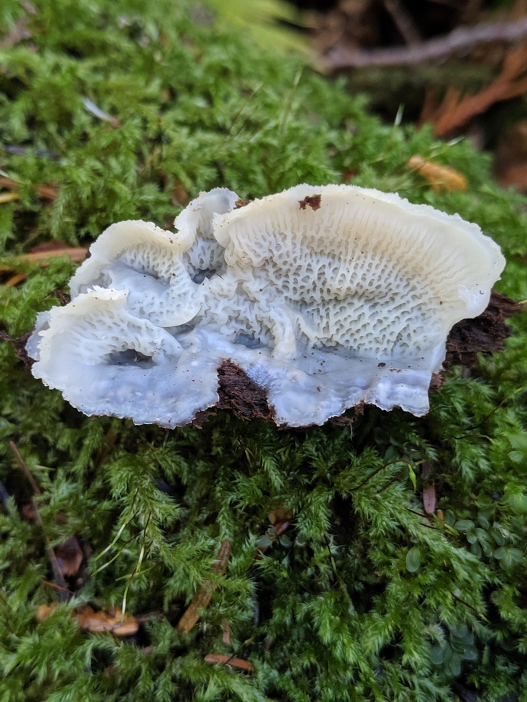 Phlébie tremblante (Phlebia tremellosa)