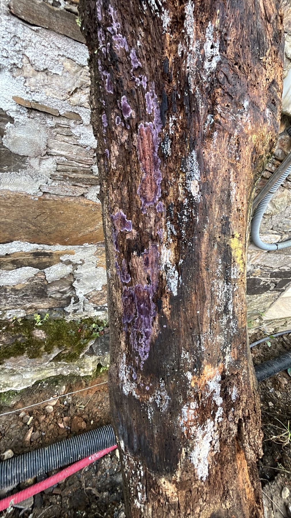 Phlebiopsis crassa (Phlebiopsis crassa)