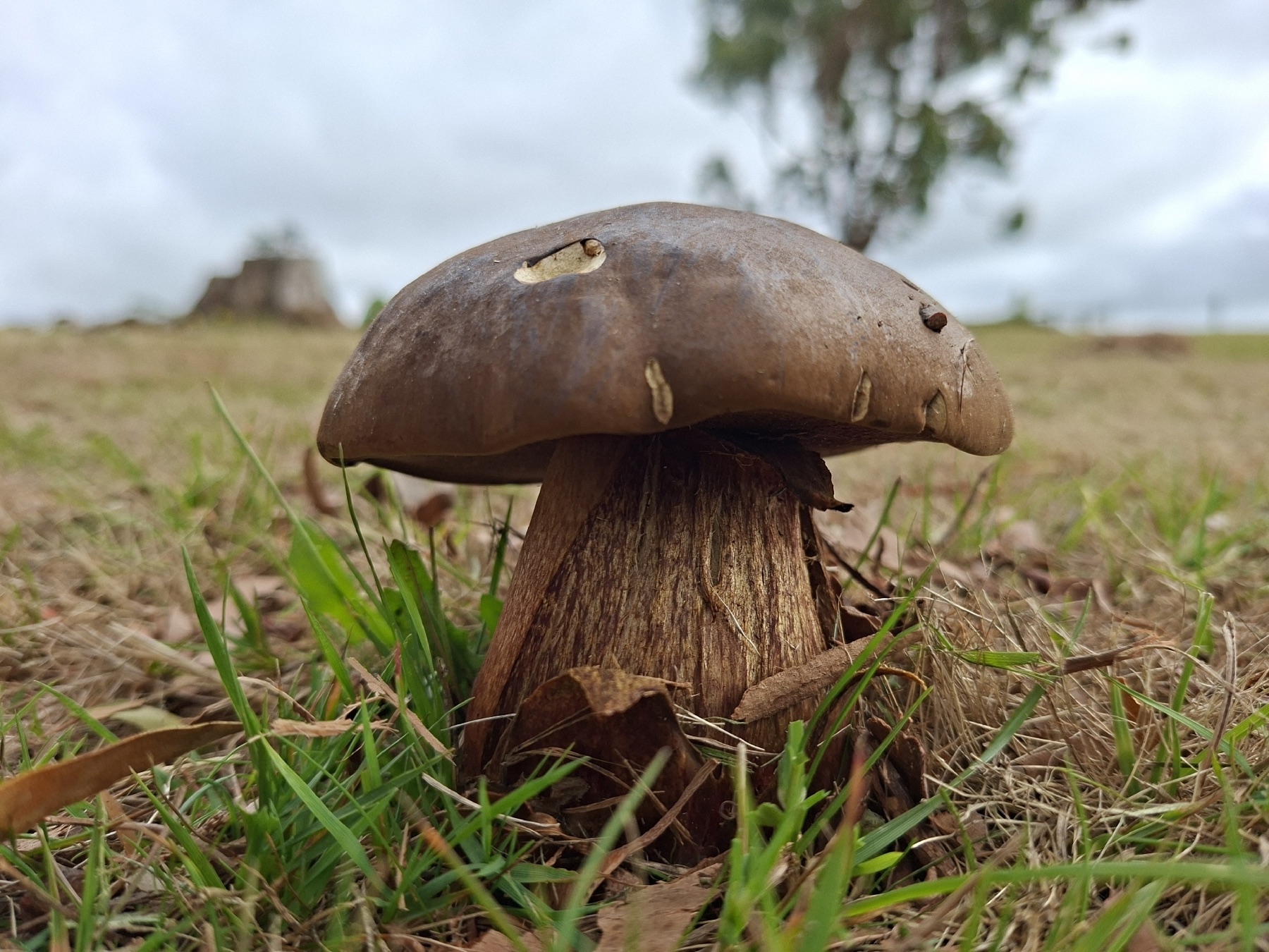 Phlebopus marginatus (Phlebopus marginatus)