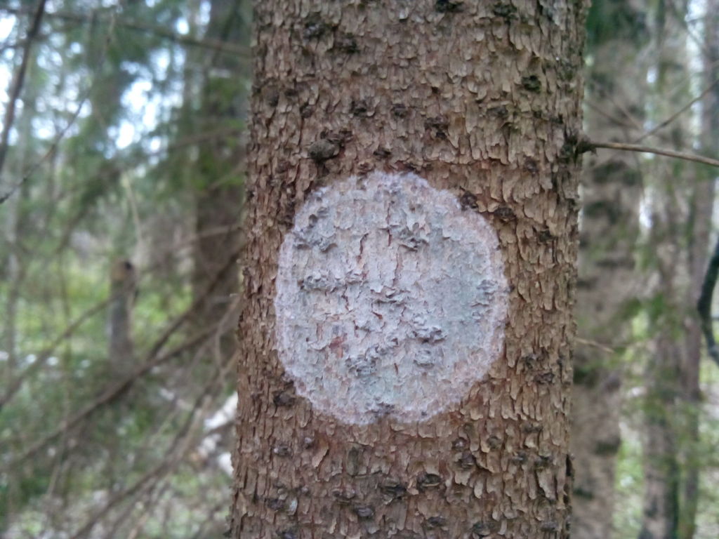 Phlycte blanc chaux (Phlyctis argena)