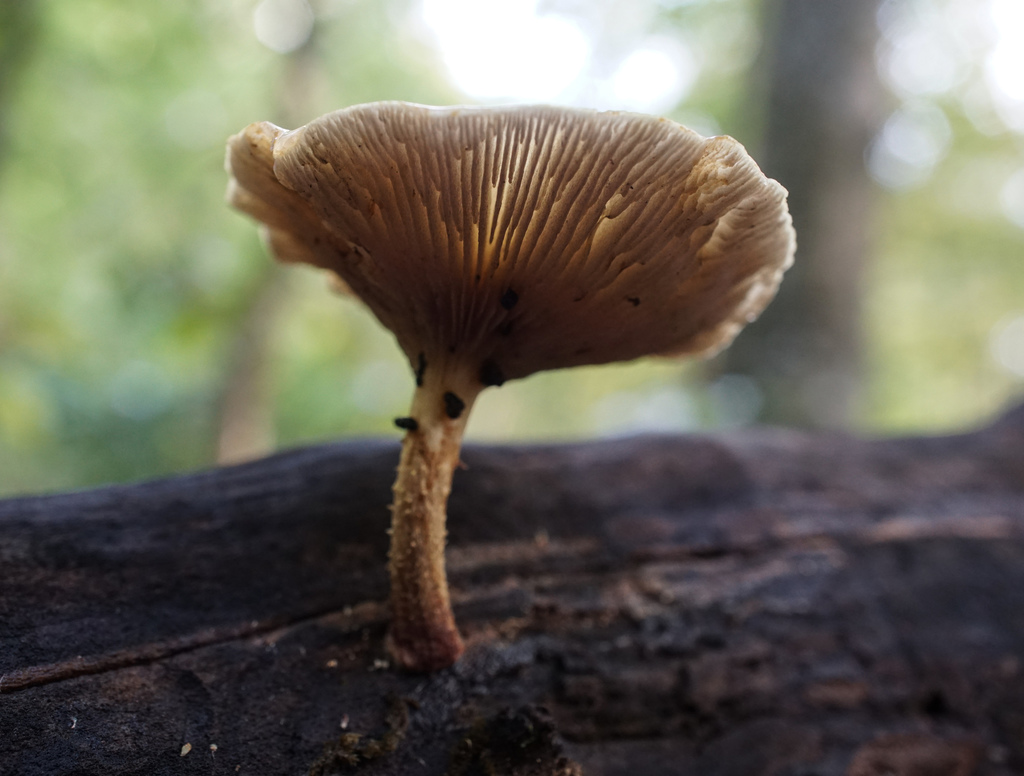 Pholiota polychroa (Pholiota polychroa)