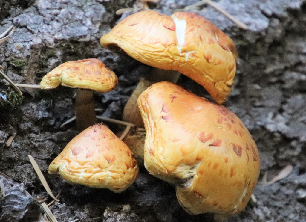 Pholiote adipeuse (Pholiota aurivella)