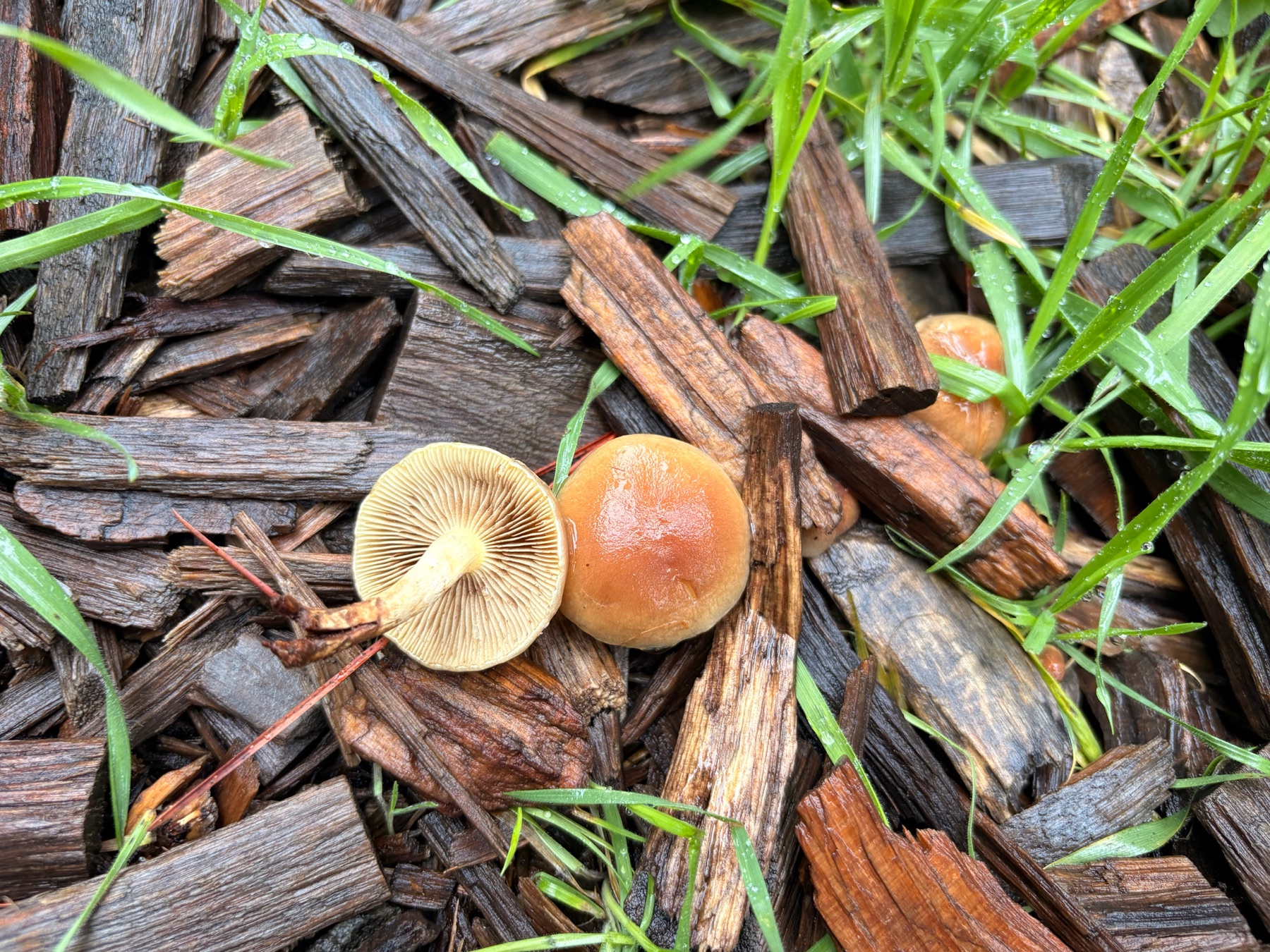 Pholiote baveuse (Pholiota spumosa)
