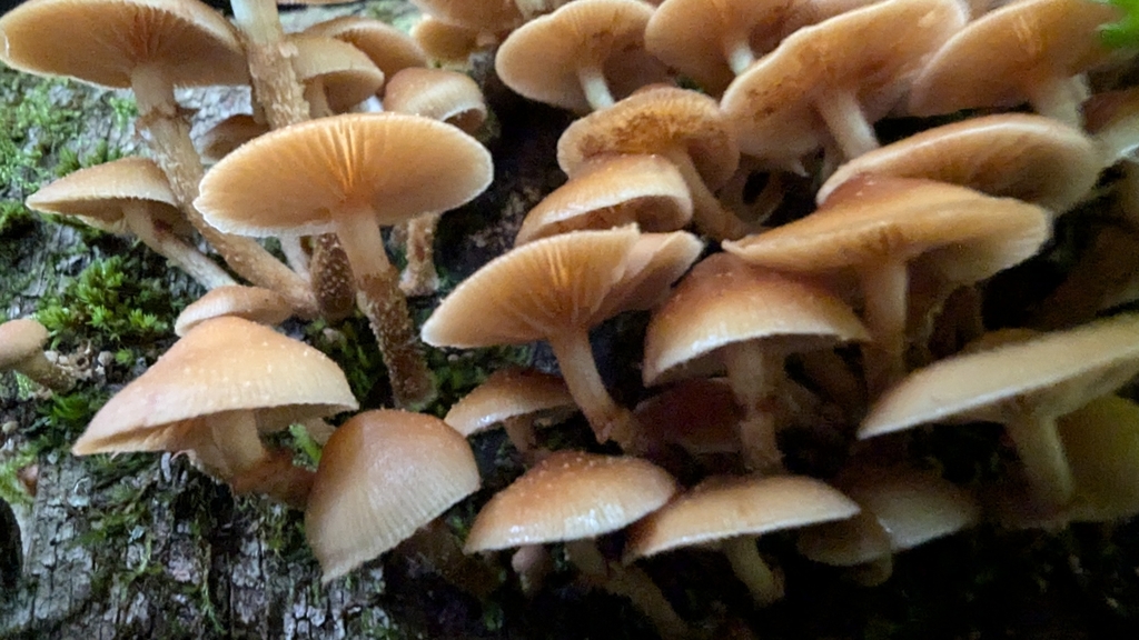 Pholiote changeante (Kuehneromyces mutabilis)